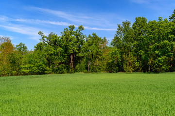 field of green cereals