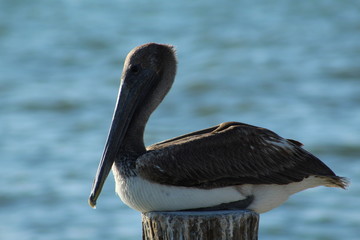 Pelican perched on a wooden post with blurred water background