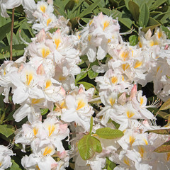 Fototapeta na wymiar Rhododendron, weiße Blüten