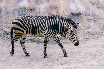 Fototapeta na wymiar animal zebra in black and white stripes is tilted head