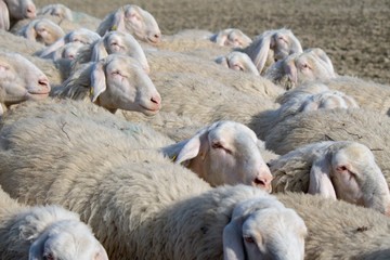 Fototapeta premium Gregge di pecore