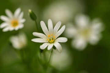 Obraz premium Große Sternmiere (Stellaria holostea)
