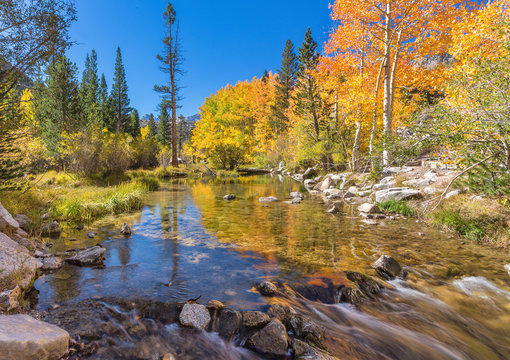 Autumn leaves in the Eastern Sierra near Mammoth California.