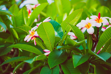 frangipani plants with vibrant colors and flowers in subtropical climate, shot in Queensland Australia