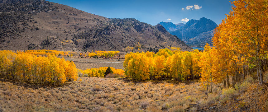 Autumn leaves in the Eastern Sierra near Mammoth California.
