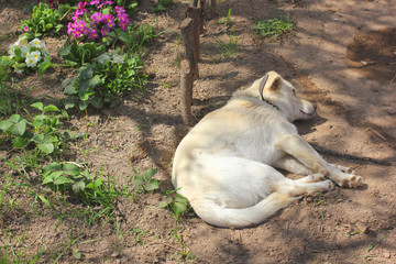 White dog lies in the garden