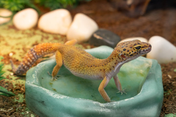 Yellow common leopard gecko standing in a water drinking bowl in terrarium