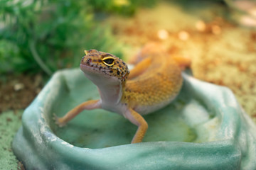 Search Photos Leopard Gecko
