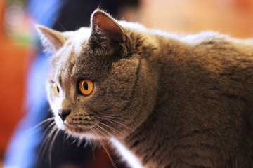 Gray cat with beautiful eyes.