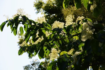 Flowers of Cornus controversa