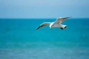 bird Seagull flies over the blue sea in search of fish