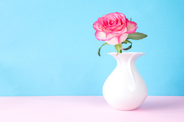 flower rose in a white vase on a pink blue graphic background in pastel colors
layout in the Scandinavian style minimalism