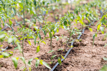 Planting tomatoes in a greenhouse.