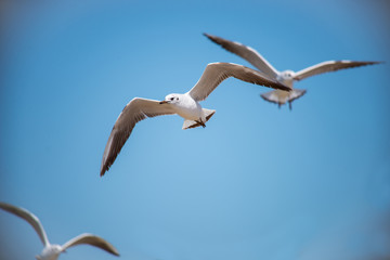 Fototapeta na wymiar near the sea birds seagulls in the Bay fishing