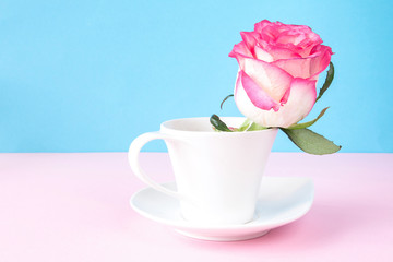 flower rose in a white vase on a pink blue graphic background in pastel colors
layout in the Scandinavian style minimalism