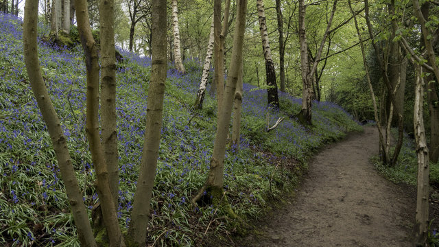 English Bluebells In The Countryside