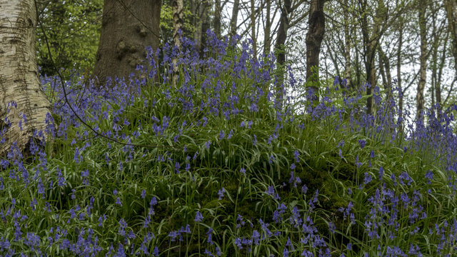 English Bluebells In The Countryside