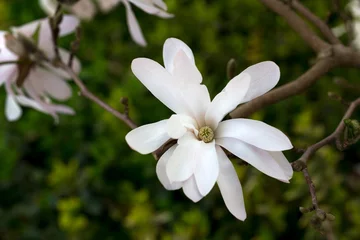 Crédence de cuisine en verre imprimé Magnolia Magnolia blanc
