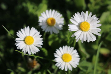 Fototapeta premium Gänseblümchen (Bellis perennis) - Korbblütler (Asteraceae) im grünen Gras