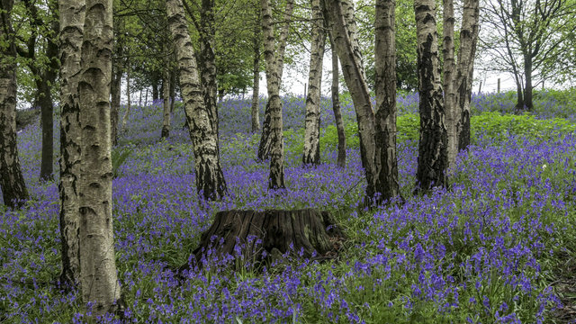 English Bluebells In The Countryside