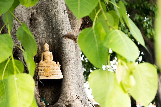 The old gold color Buddha statue was left at the big tree at temple
