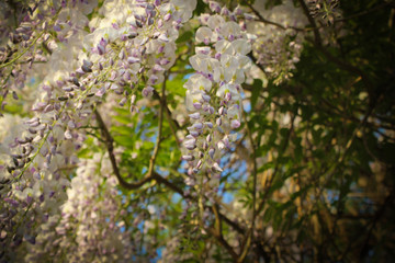 fiori di glicine in primavera