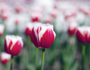 Red tulip