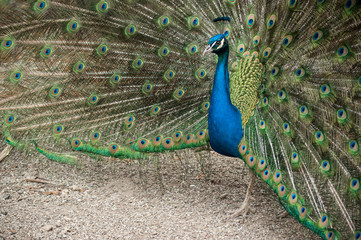 Obraz premium closeup of peacock with colorful plumage