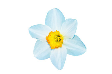 Fototapeta na wymiar spring flowers narcissus isolated on white background