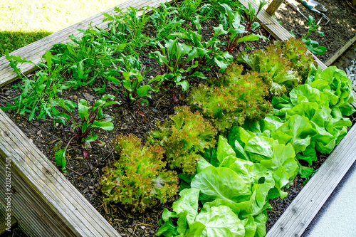 "Salat im Hochbeet " Stockfotos und lizenzfreie Bilder auf