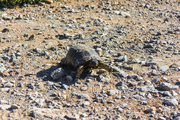 A turtle walking on the gravel