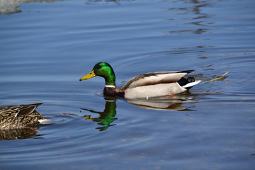 Male Mallard Swimming 2