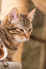 Obraz premium portrait of european type cat in animal shelter in belgium..
