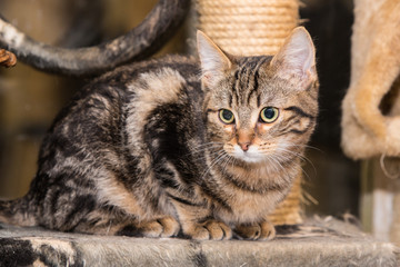 portrait of european type cat in animal shelter in belgium..