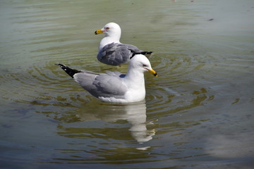 Ring Billed Gulls Swimming Together 1
