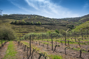 Fototapeta na wymiar spring in the Douro valley, view of the hills overgrown with vines, Portugal