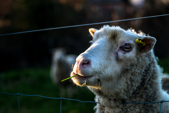 Sheep Eating Hay