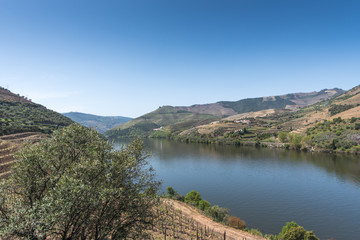 Fototapeta na wymiar spring in the Douro valley, view of the hills overgrown with vines