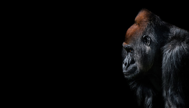 Portrait of powerful alpha male African gorilla at guard