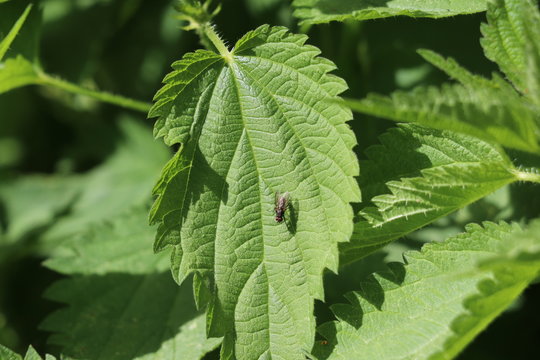 Brennnessel Blatt/ Brennnesseln (Urtica) - Heilpflanze mit Fliege (Brachycera/ Muscidae) 