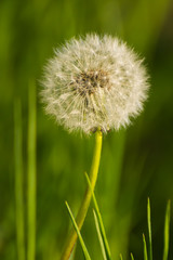 A Dandelion Waiting for Sunset in Mid-Spring