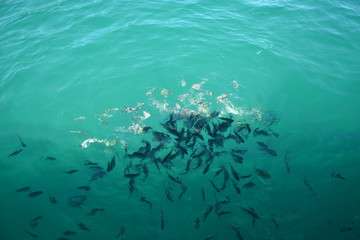 paraty - rio de janeiro rj