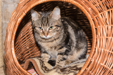 Fototapeta na wymiar portrait of european type cat in animal shelter in belgium..