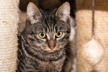 portrait of european type cat in animal shelter in belgium..