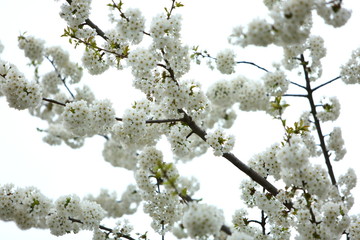 Cherry blossom like white snow comforts the branch with thousands of petals along with the arrival of the spring season.