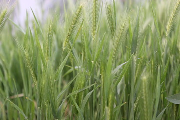 Fototapeta na wymiar Wheat field background 