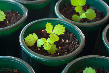Potted seedlings of strawberry