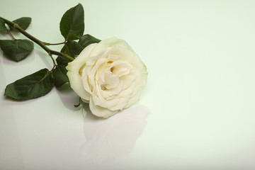 rose, flower, white,