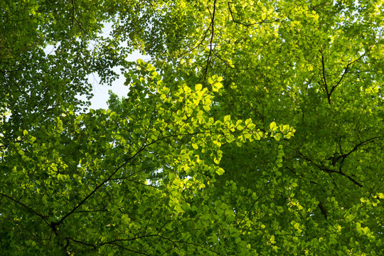 Rotbuchenlaub im Frühjahr / Rotbuche (Fagus sylvatica) Laub, Blätter