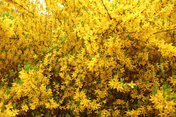 Forsythia is a beautiful shrub that blooms in early spring yellow long before the green leaves are released. It is certainly an announcement that the spring has come for good.